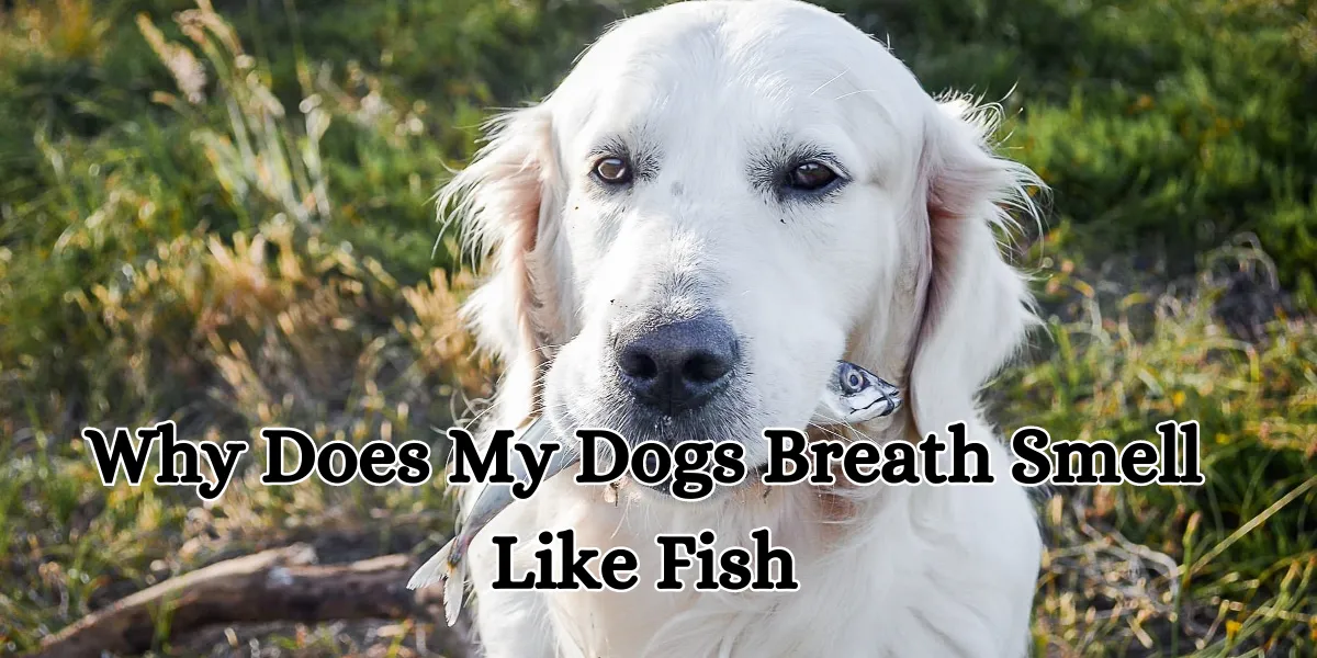 why does my dogs breath smell like fish