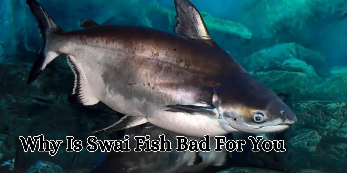 why is swai fish bad for you (1)